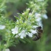 ABEILLE sur fleur de sarriette. Jardin. JOËL LIEGARD